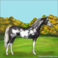 Horse Color:Midnight Silver Sable Champagne Ice Dun Sabino Splash Frame 
