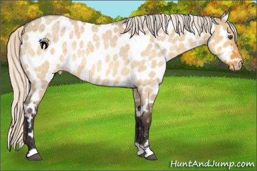 Horse Color:Silver Buckskin Roan Dun Near Leopard
