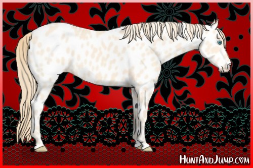 Horse Color:Perlino Appaloosa 