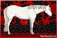Horse Color:Perlino Appaloosa 