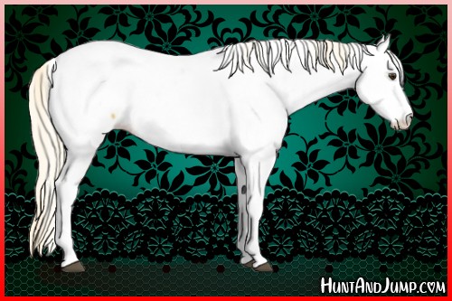 Horse Color:Palomino Appaloosa 
