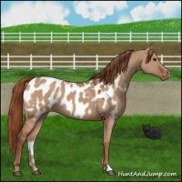 Horse Color:Red Dun Appaloosa 