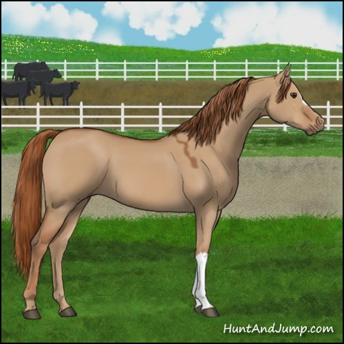 Horse Color:Red Dun 