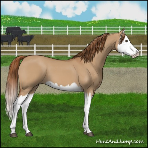 Horse Color:Red Dun Splash 