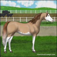 Horse Color:Red Dun Splash 