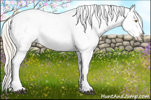 Horse Color:Palomino Appaloosa  and Palomino Splash Appaloosa 