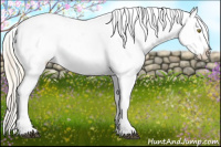 Horse Color:Palomino Leopard and Palomino Splash Leopard