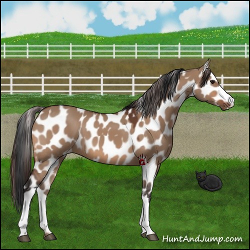 Horse Color:Bay Dun Appaloosa 