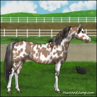 Horse Color:Bay Dun Appaloosa 