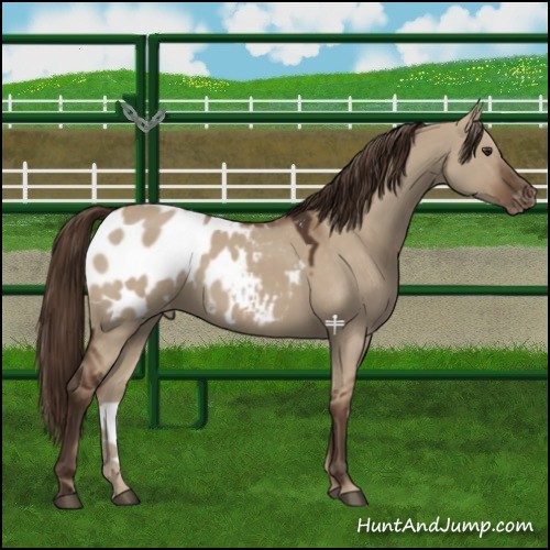 Horse Color:Liver Red Dun Appaloosa 