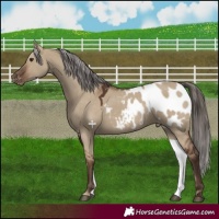 Horse Color:Liver Red Dun Appaloosa 
