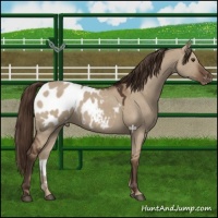 Horse Color:Liver Red Dun Appaloosa 