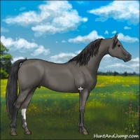 Horse Color:Grullo 
