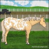 Horse Color:Palomino Near Leopard 