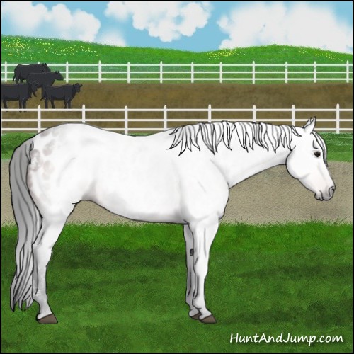 Horse Color:Gray White Spotted Bay Near Leopard