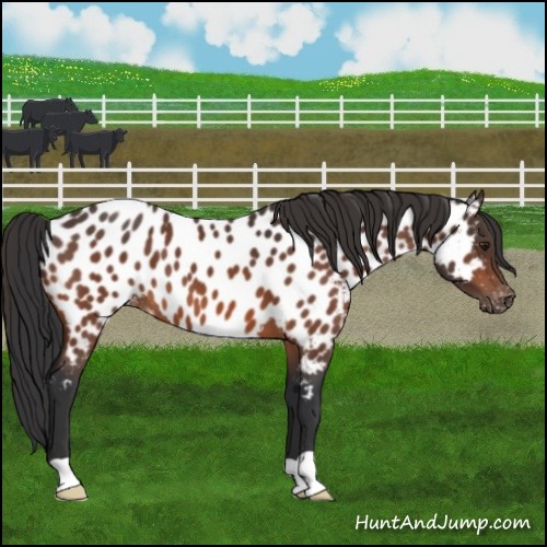 Horse Color:Brown Appaloosa 