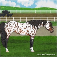 Horse Color:Brown Appaloosa 