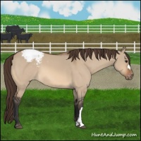 Horse Color:Bay Dun Snowcap