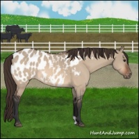 Horse Color:Brown Dun Near Leopard 