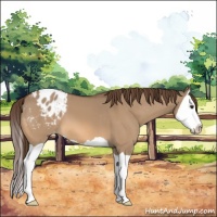Horse Color:Bay Dun Splash Appaloosa 