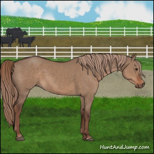 Horse Color:Liver Red Dun 