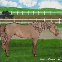 Horse Color:Liver Red Dun 
