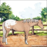 Horse Color:Silver Amber Champagne Varnish 