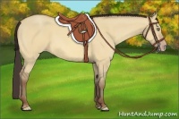 Horse Color:Amber Champagne Dun