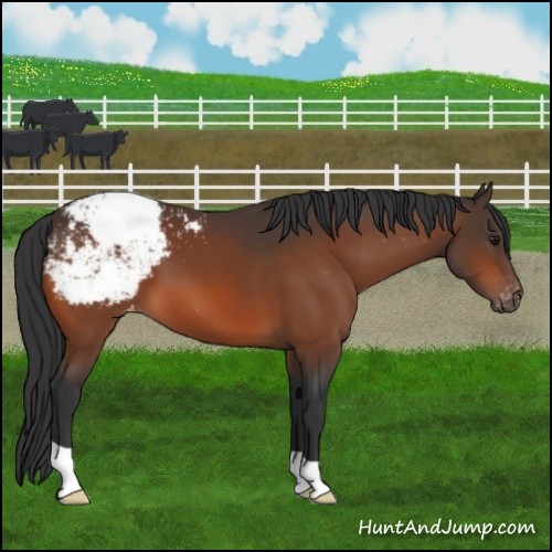 Horse Color:Bay Appaloosa 