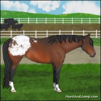 Horse Color:Bay Appaloosa 