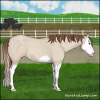 Horse Color:Classic Champagne Dun Splash Snowflake Varnish