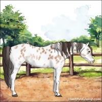 Horse Color:White Spotted Bay Dun Appaloosa 