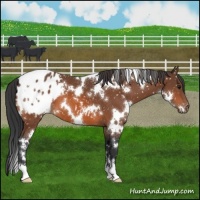 Horse Color:White Spotted Bay Appaloosa 