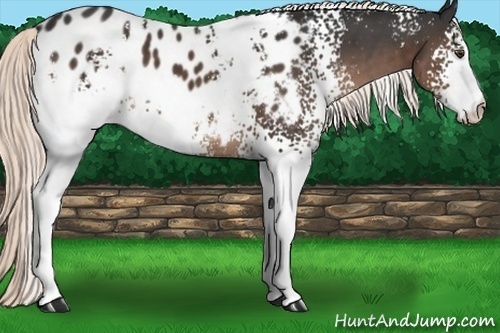 Horse Color:White Spotted Liver Chestnut Mushroom Appaloosa