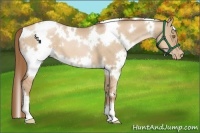 Horse Color:White Spotted Liver Red Dun Pearl