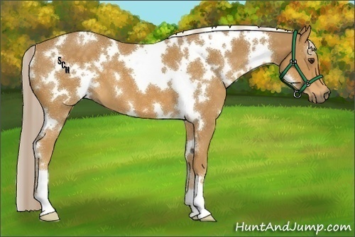 Horse Color:White Spotted Palomino 