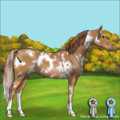 Horse Color:White Spotted Chestnut 