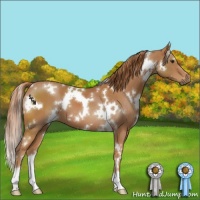 Horse Color:White Spotted Chestnut 