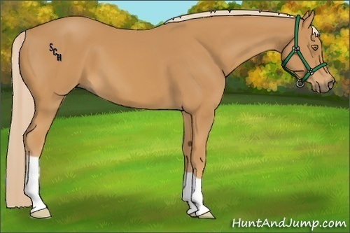 Horse Color:Palomino 