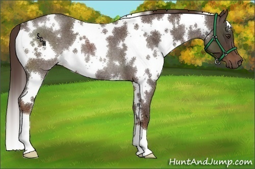 Horse Color:White Spotted Liver Red Roan