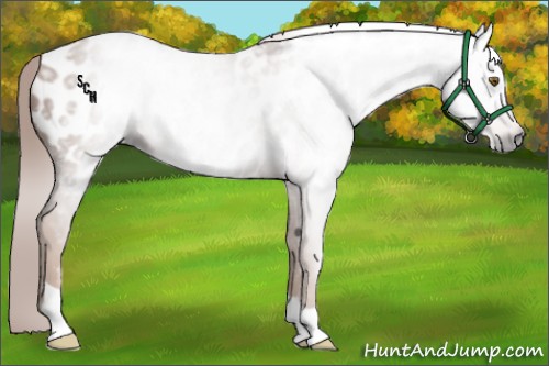 Horse Color:Gray Chestnut Appaloosa 