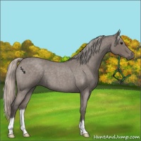 Horse Color:Silver Blue Roan 