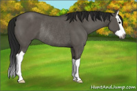 Horse Color:Gray Grullo Splash Rabicano