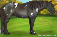Horse Color:White Spotted Liver Chestnut 