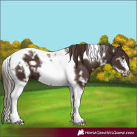 Horse Color:White Spotted Liver Chestnut Tobiano Frame