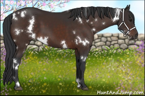 Horse Color:White Spotted Brown 