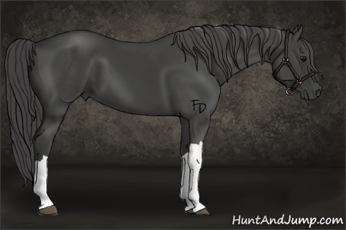 Horse Color:Smoky Black 