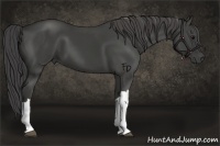 Horse Color:Smoky Black