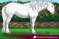 Horse Color:Cremello Appaloosa 