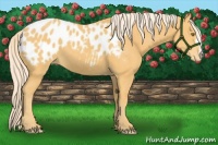 Horse Color:Palomino Appaloosa 